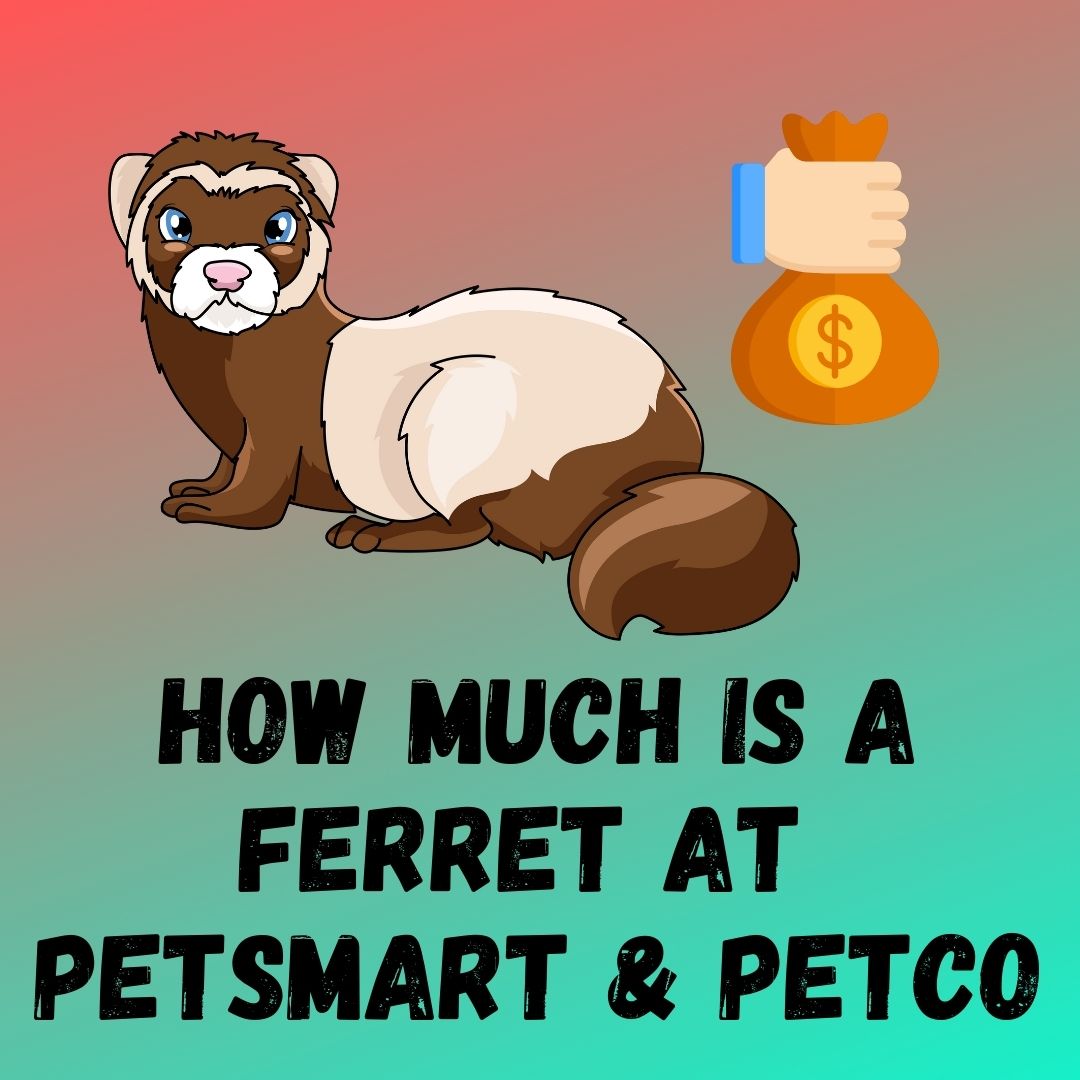 Ferret Prices at Petsmart and Petco: Factors to Consider