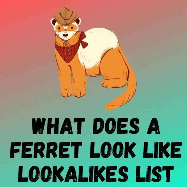 What Do Ferrets Look Like