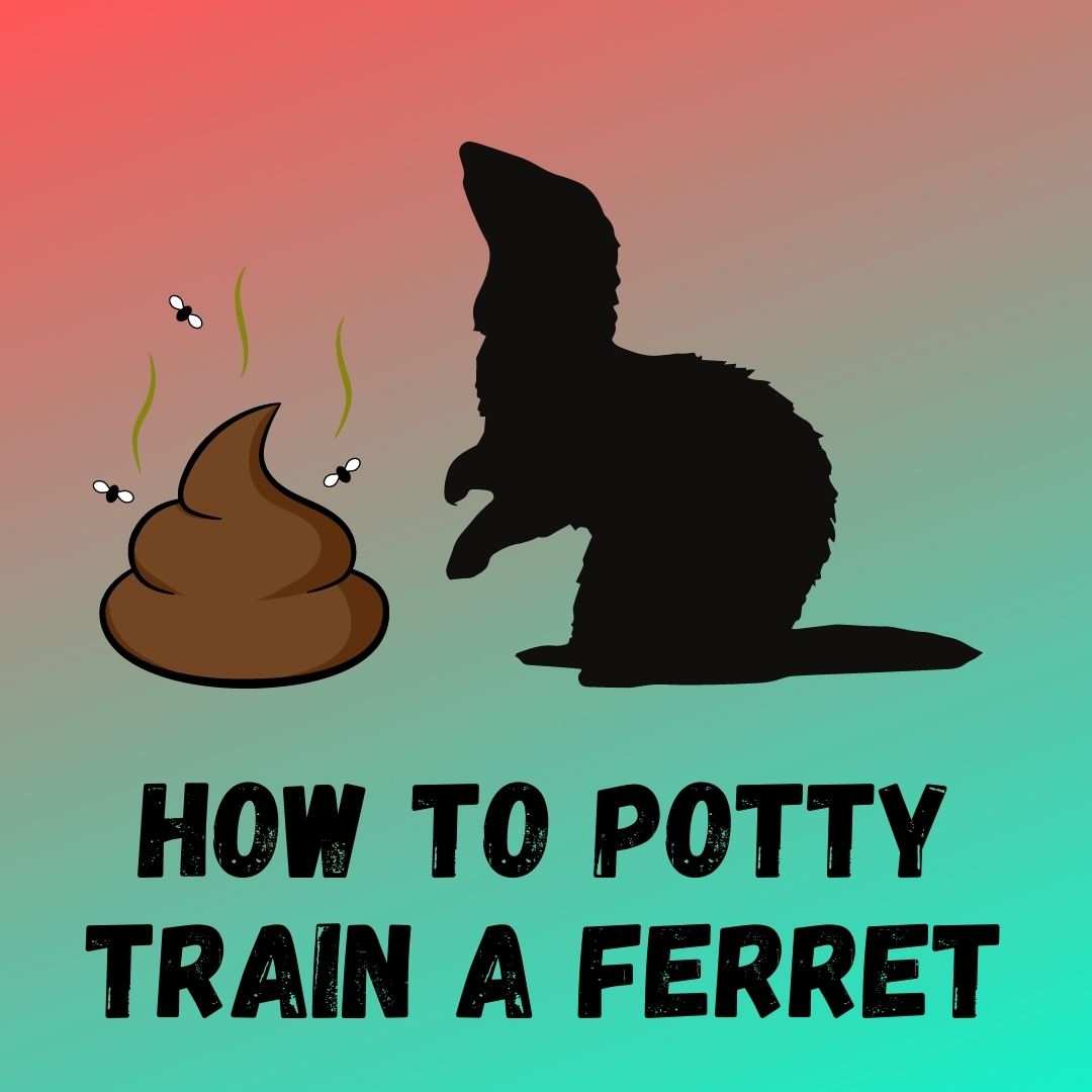 The Ultimate Guide: How to Potty Train a Ferret - Tips, Tricks, and Troubleshooting