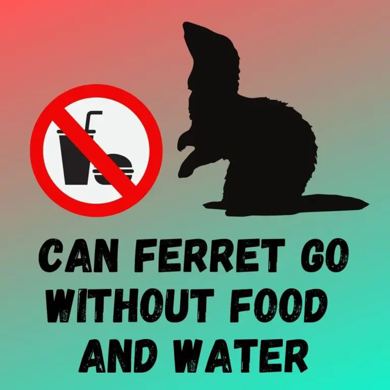 Importance of Water for Ferrets: Can Ferrets Survive Without Food and Water?