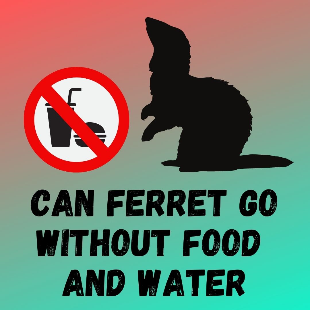 Importance of Water for Ferrets: Can Ferrets Survive Without Food and Water?