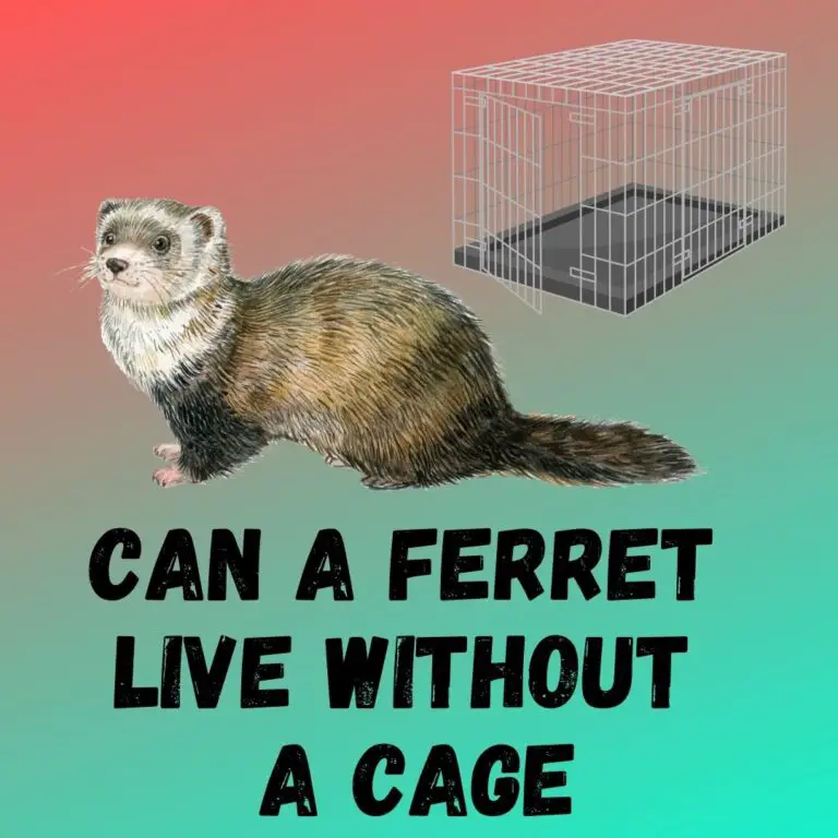 Living Cage-Free: The Benefits and Tips for Ferrets