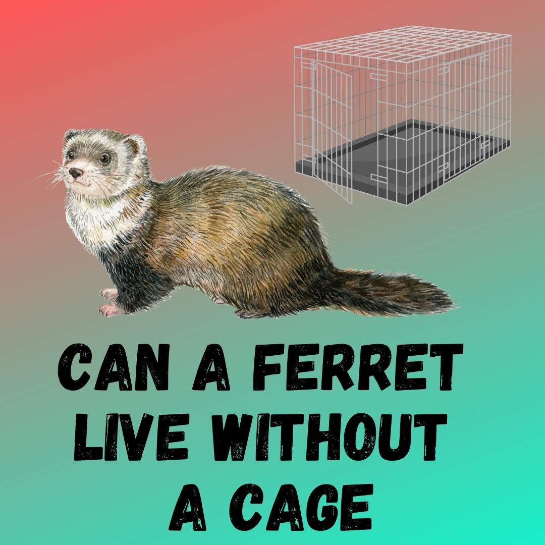 Living Cage-Free: The Benefits and Tips for Ferrets