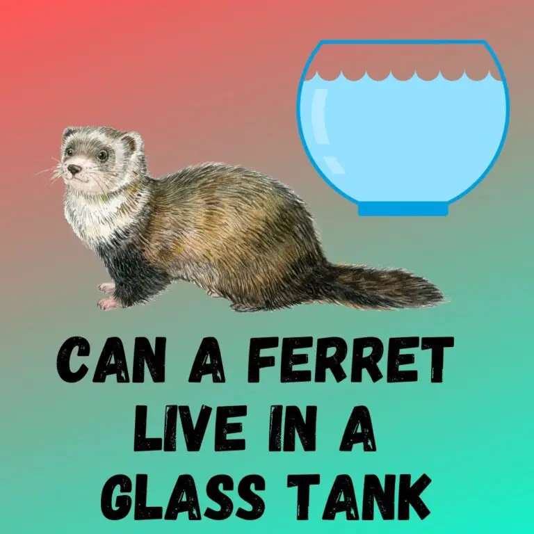 Can a Ferret Thrive in a Glass Tank? Potential Health Issues and Alternative Housing Options