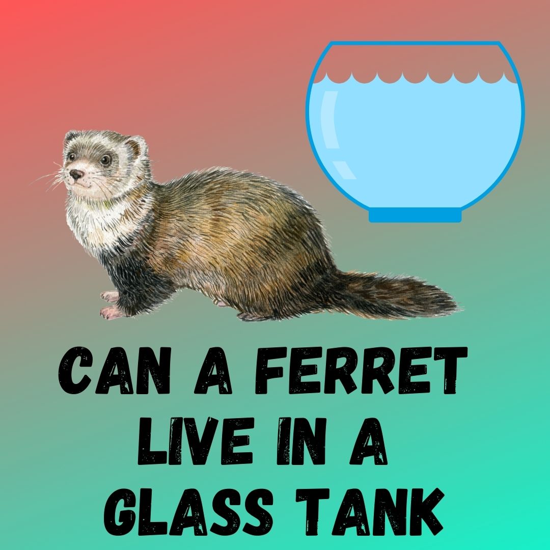 Can a Ferret Thrive in a Glass Tank? Potential Health Issues and Alternative Housing Options