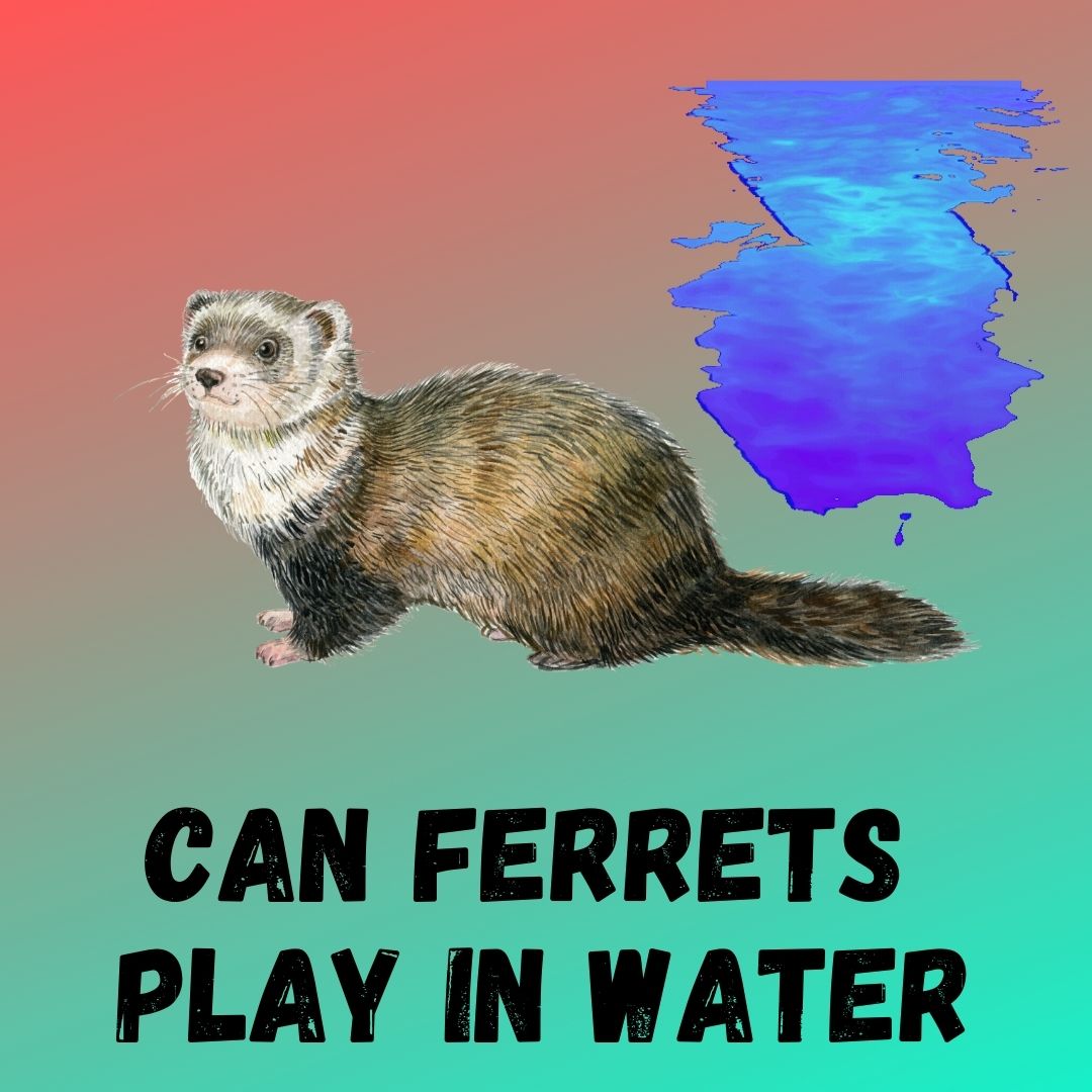 Exploring the Water Abilities of Ferrets: Tips for Fun & Safe Water Play