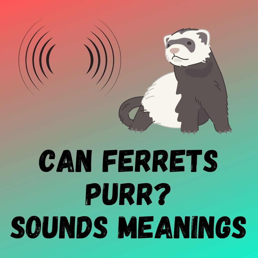 Ferret Sounds 101: Decoding Ferret Communication and Purring