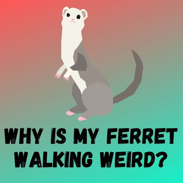 Ferret Walking Weird: Causes, Symptoms, and Vet Care