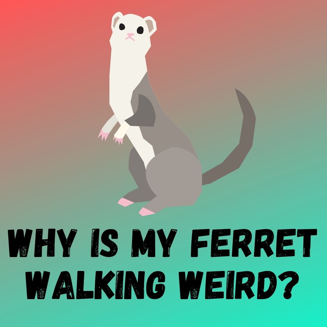 Ferret Walking Weird: Causes, Symptoms, and Vet Care