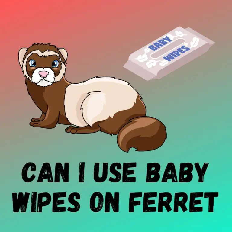 Baby Wipes for Ferrets: Risks, Effects, and Alternatives