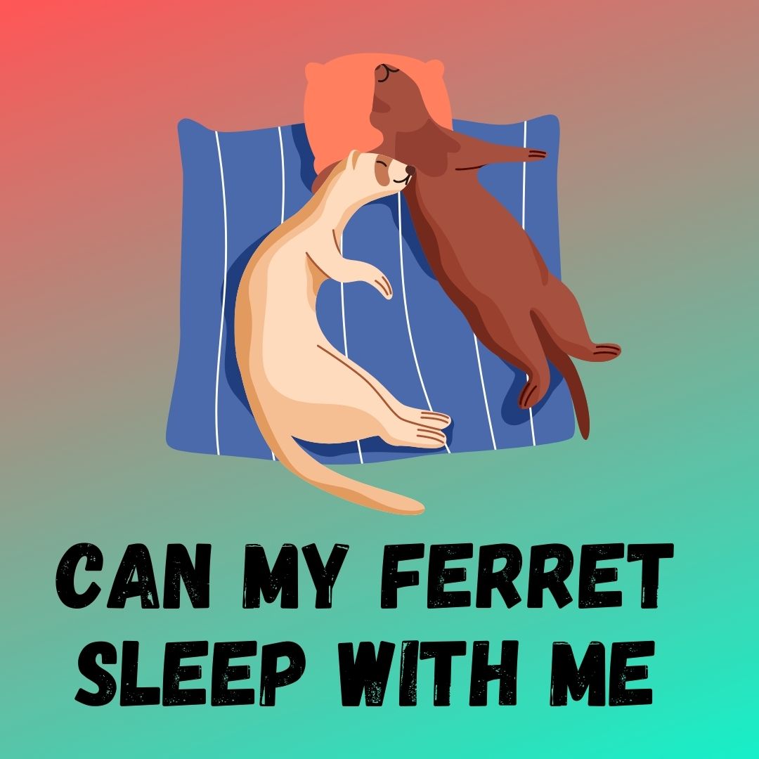 Sleeping with Your Ferret: Benefits, Drawbacks, and Safe Bed-Sharing Tips