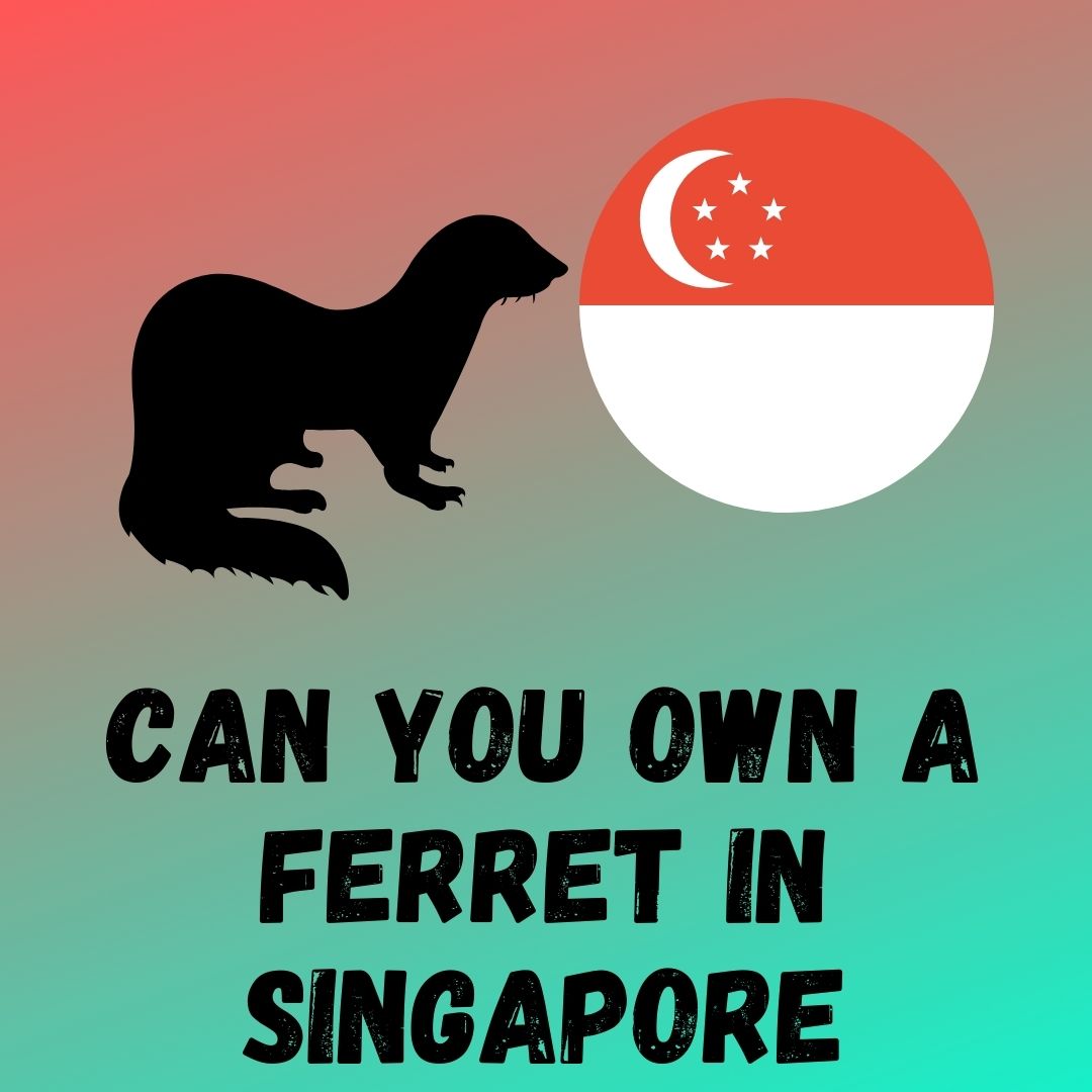Owning a Ferret in Singapore: Laws, Permits, and Requirements
