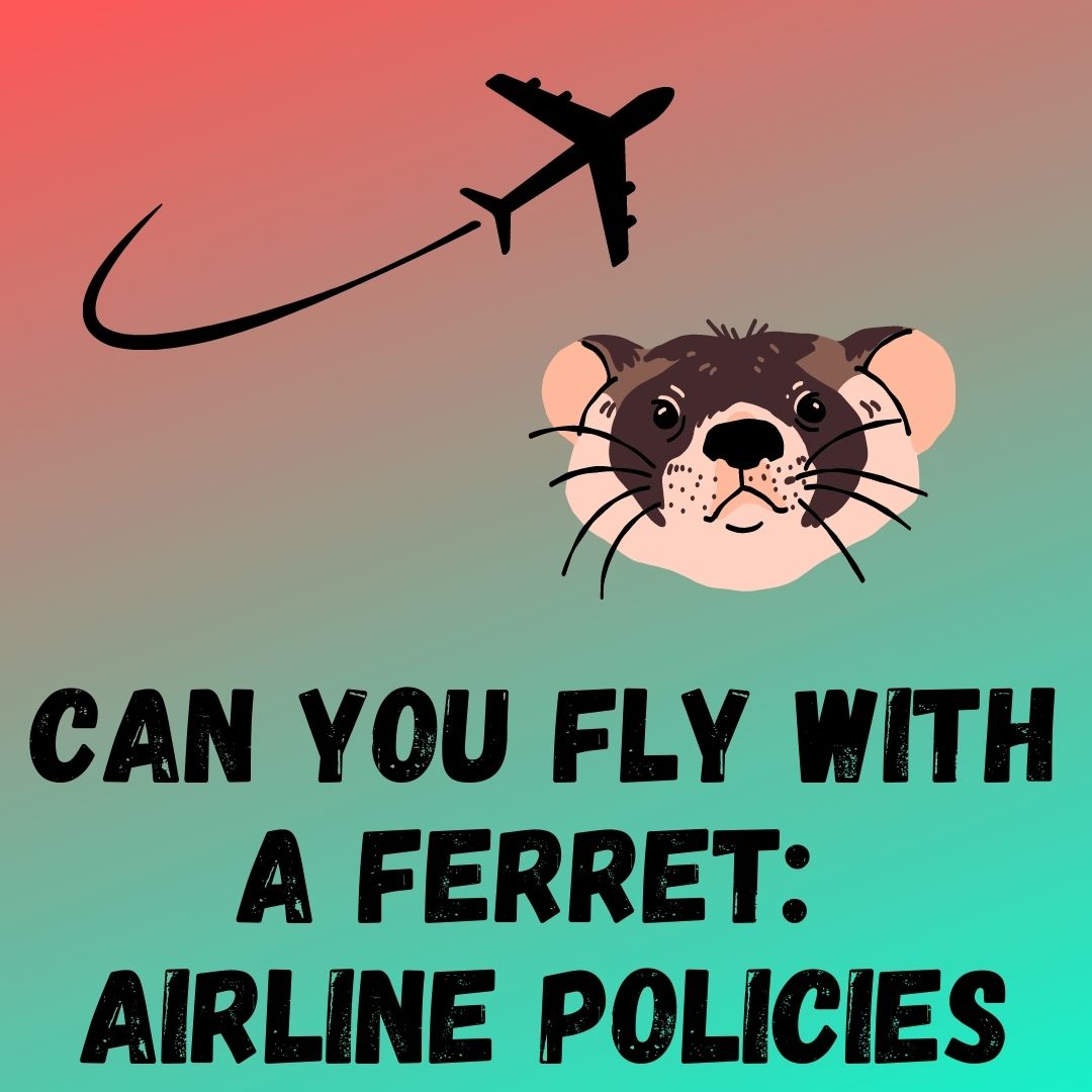 Flying with a Ferret: Airline Policies and Tips for Stress-Free Travel