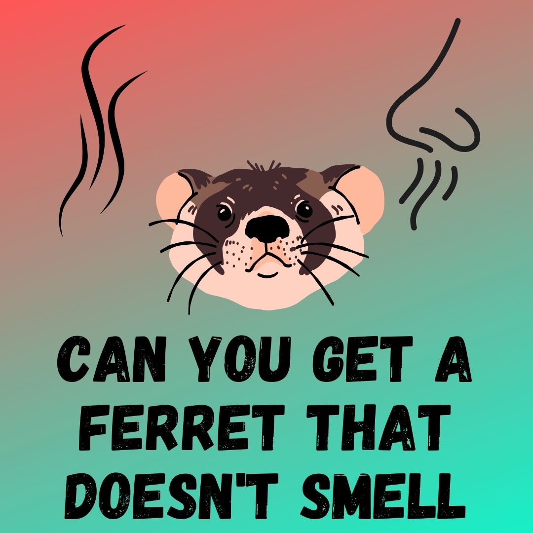 Eliminate Ferret Smell: Effective Tips for Odor Control