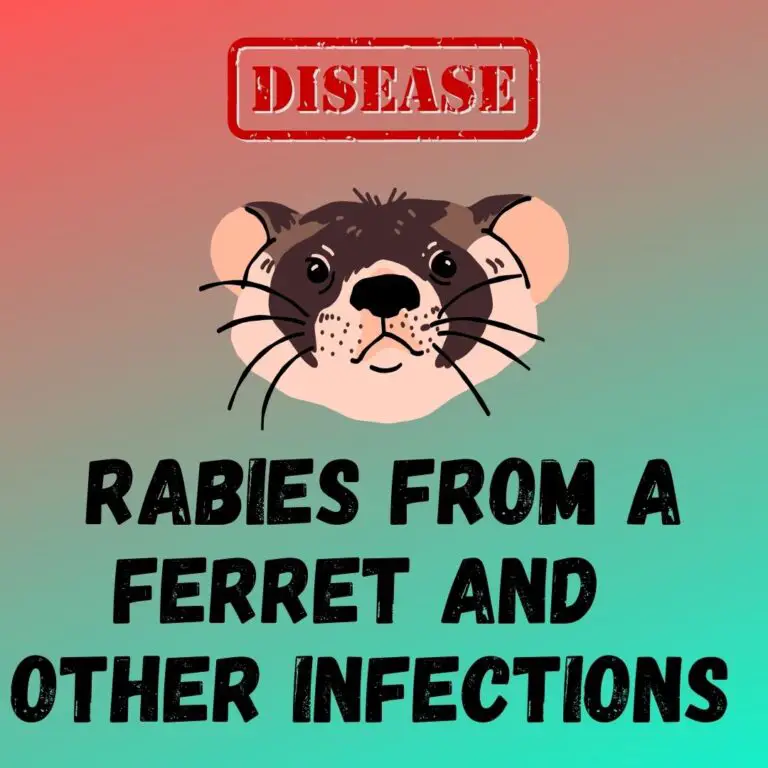 Ferret Infections: Understanding the Risk of Viral, Bacterial and More