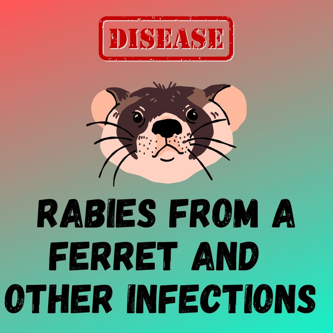 Ferret Infections: Understanding the Risk of Viral, Bacterial and More