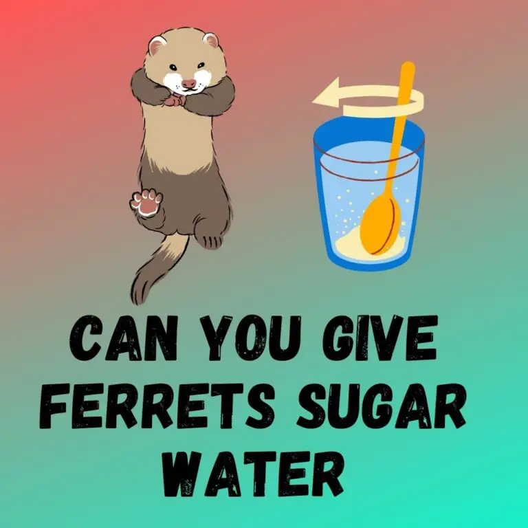 The Risks of Giving Ferrets Sugar Water: Meeting Their Dietary Needs