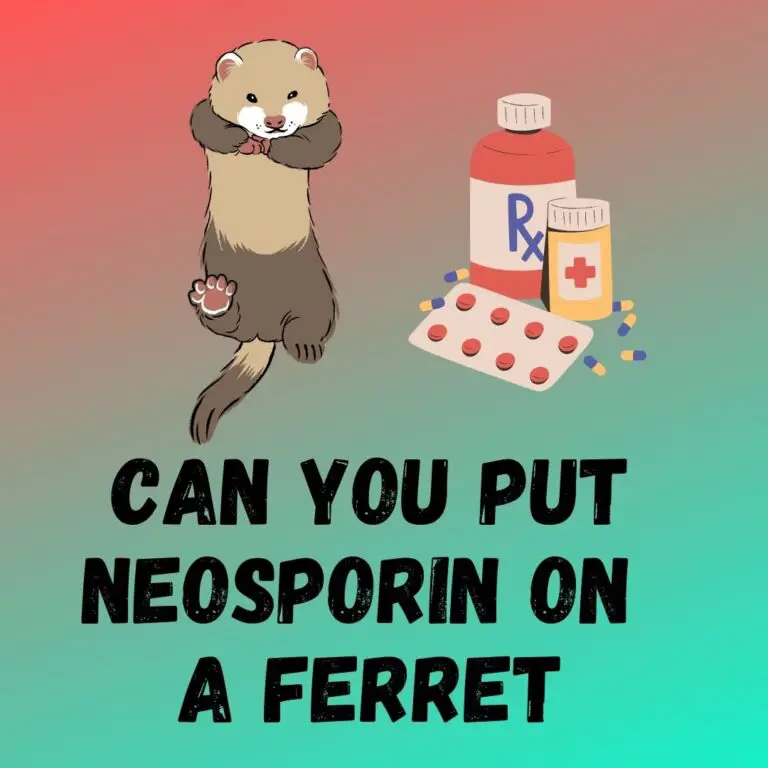Can You Use Neosporin on a Ferret? Risks and Alternatives Explained
