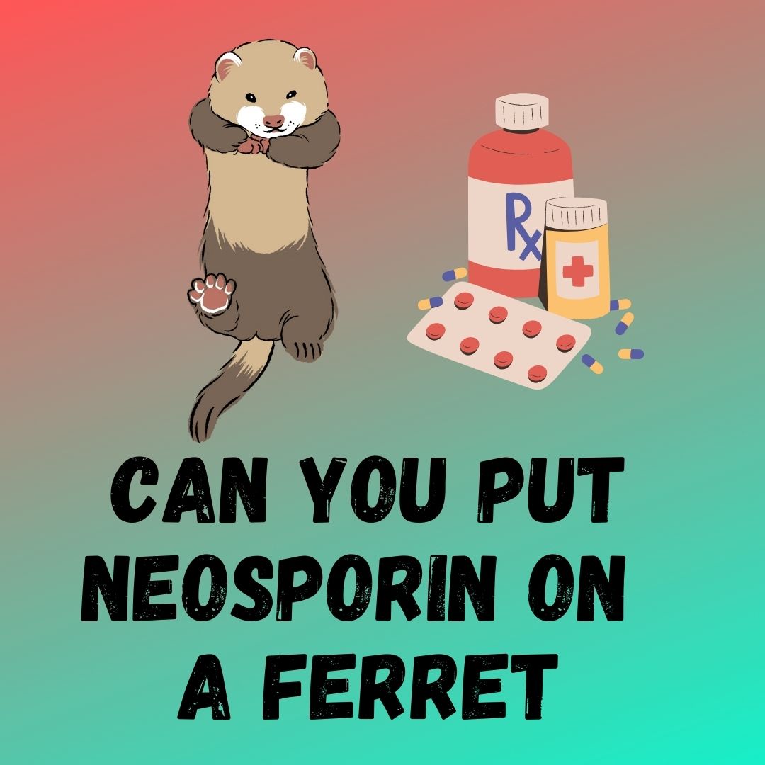 Can You Use Neosporin on a Ferret? Risks and Alternatives Explained