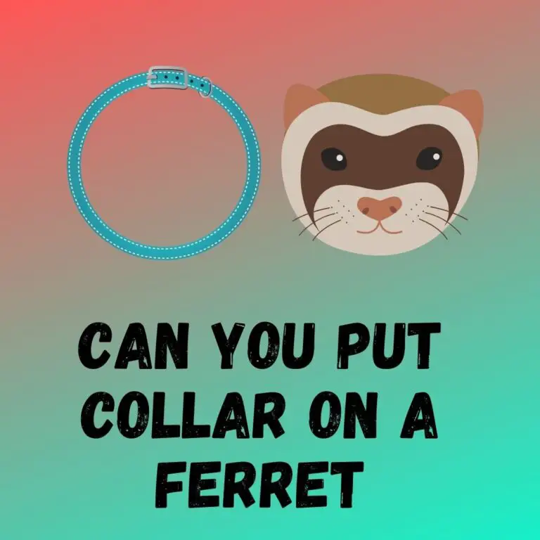 Can Ferrets Wear Collars? Choosing the Best Option for Identification, Safety, and Training