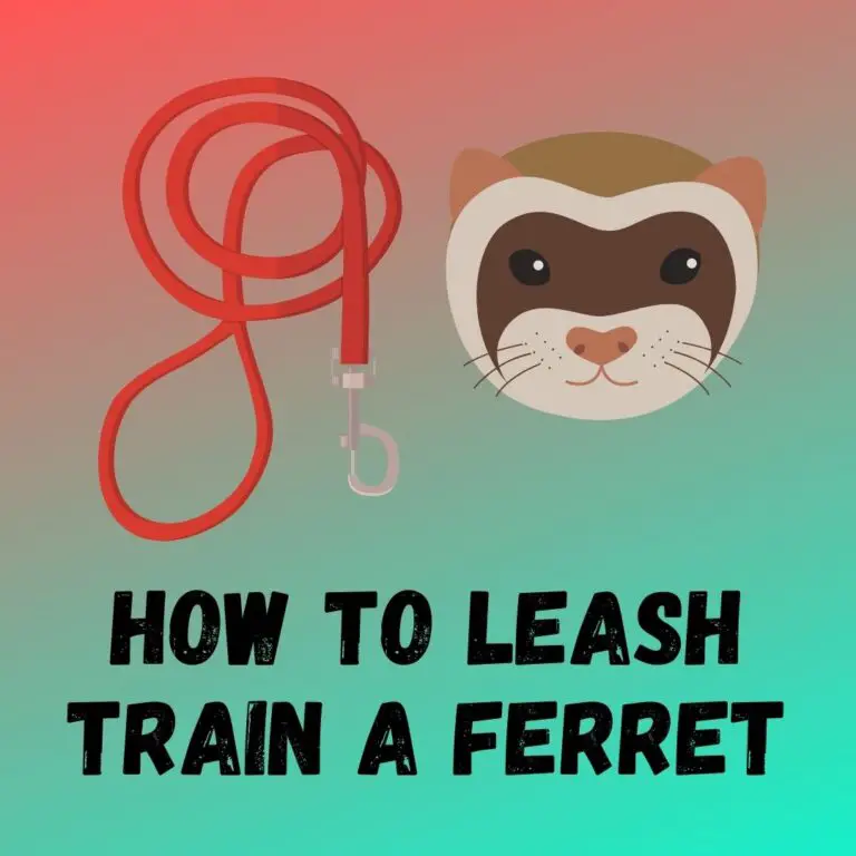 Leash Training Your Ferret: Tips for a Successful Walk