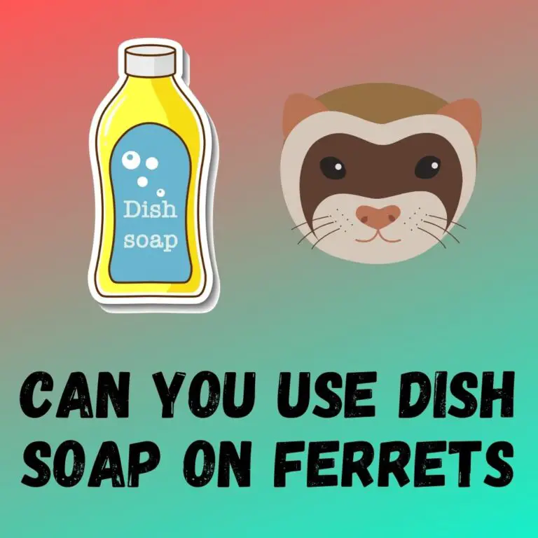 Risks of Using Dish Soap on Ferrets: Gentle Alternatives for Bathing Ferrets