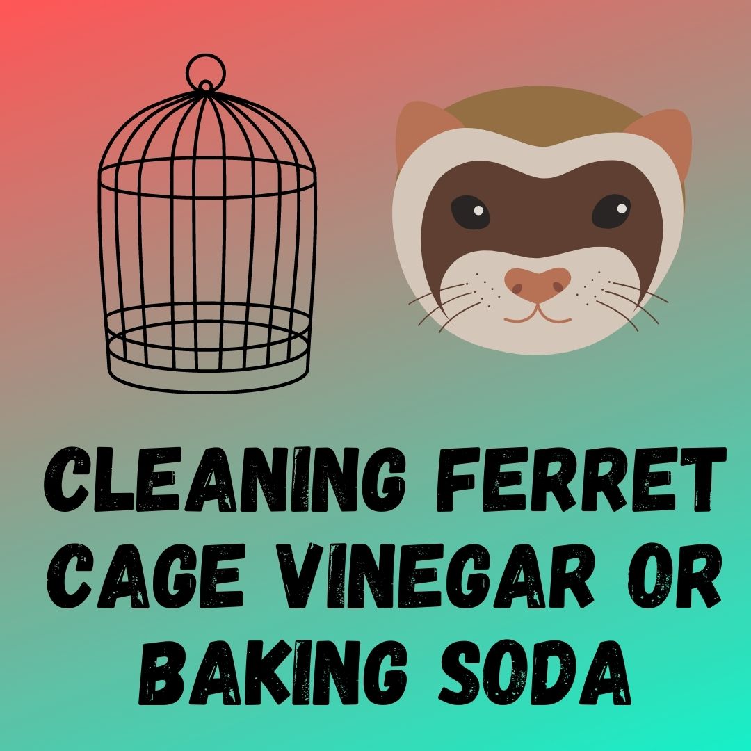 Ultimate Guide: Clean Ferret Cage Using Vinegar or Baking Soda