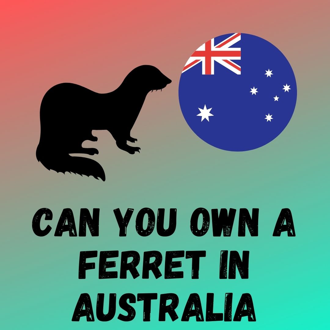 Can You Legally Own a Ferret in Australia