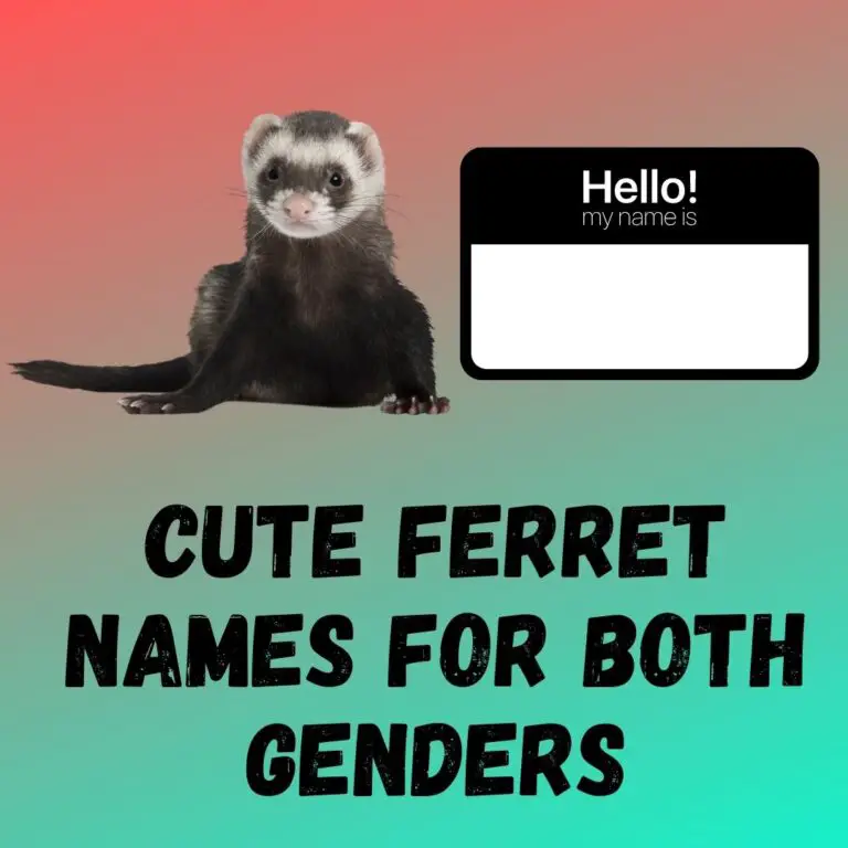 Choosing Cute Ferret Names: Tips for Both Genders
