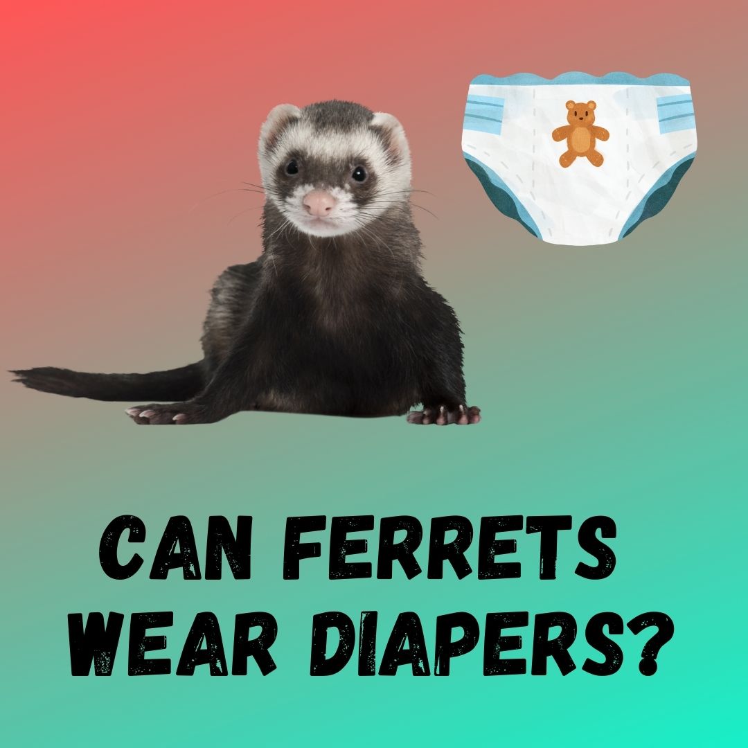 Expert Tips for Ferret Diapers: Comfort, Fit, and Training