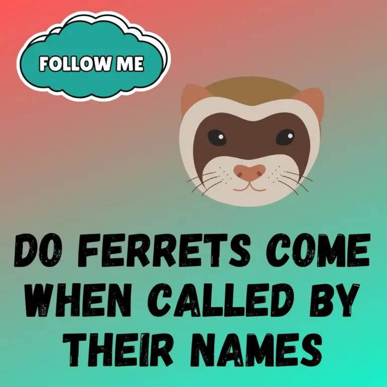Train Your Ferret to Come When Called: Tips for Name Responsiveness