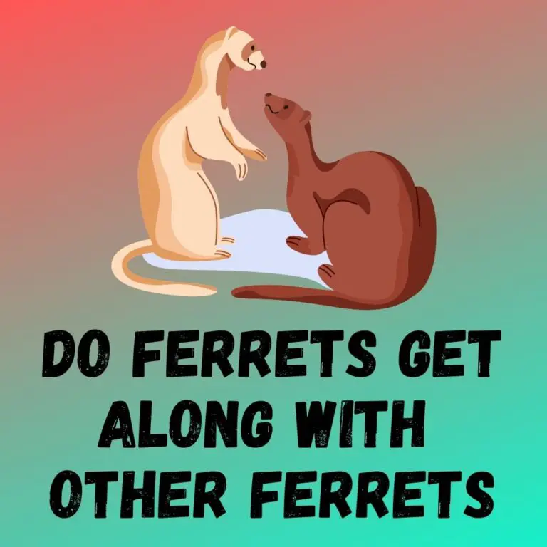 Introducing Two Ferrets