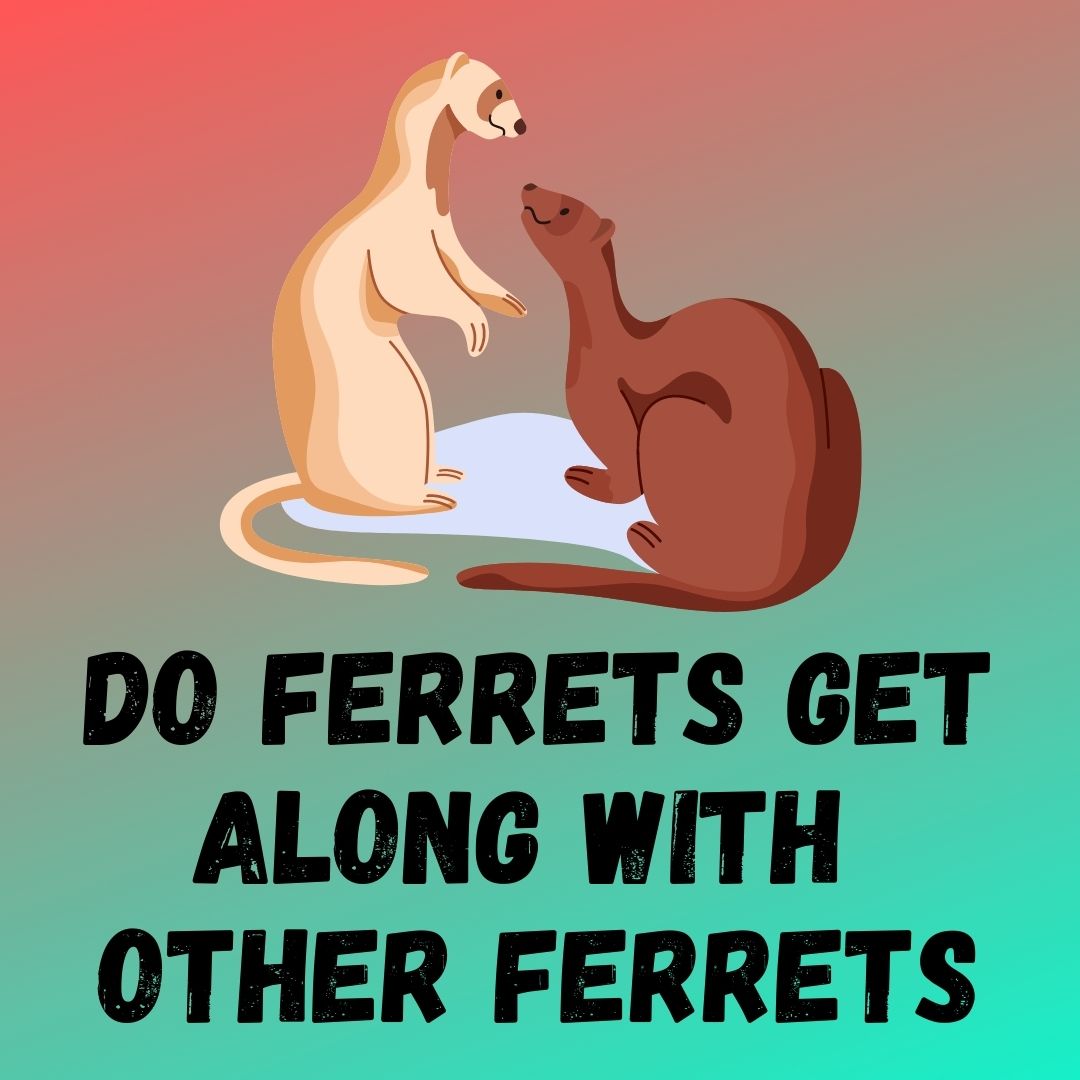 Introducing Two Ferrets