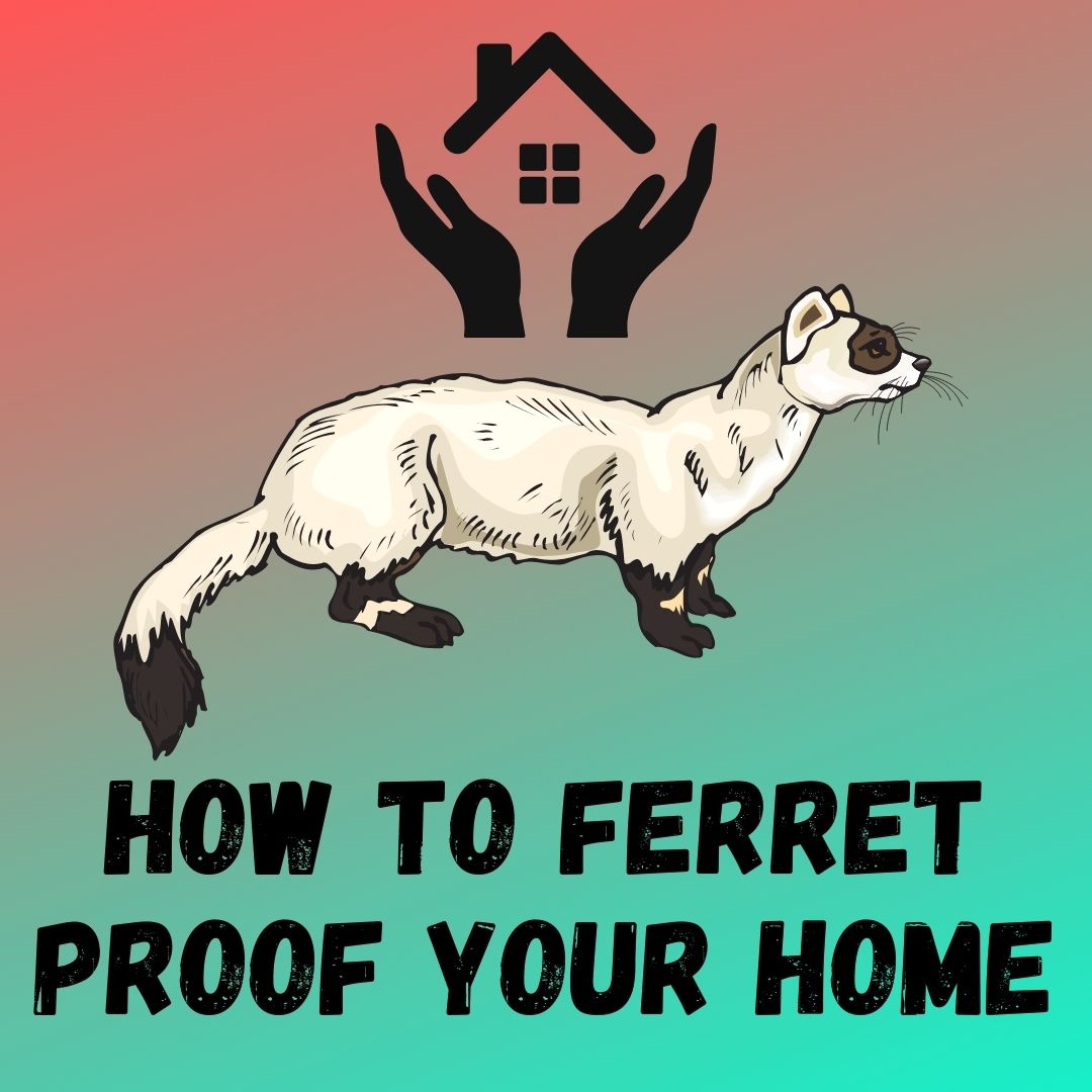 Secure Your Home for Your Ferret