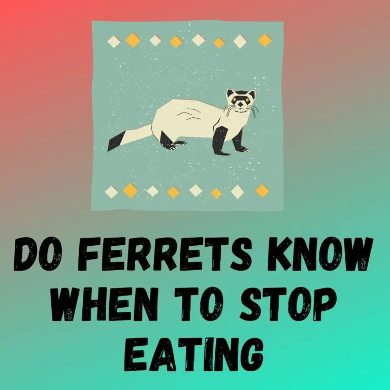 Do Ferrets Have Self-Control Over Eating? The Importance of Portion Sizes