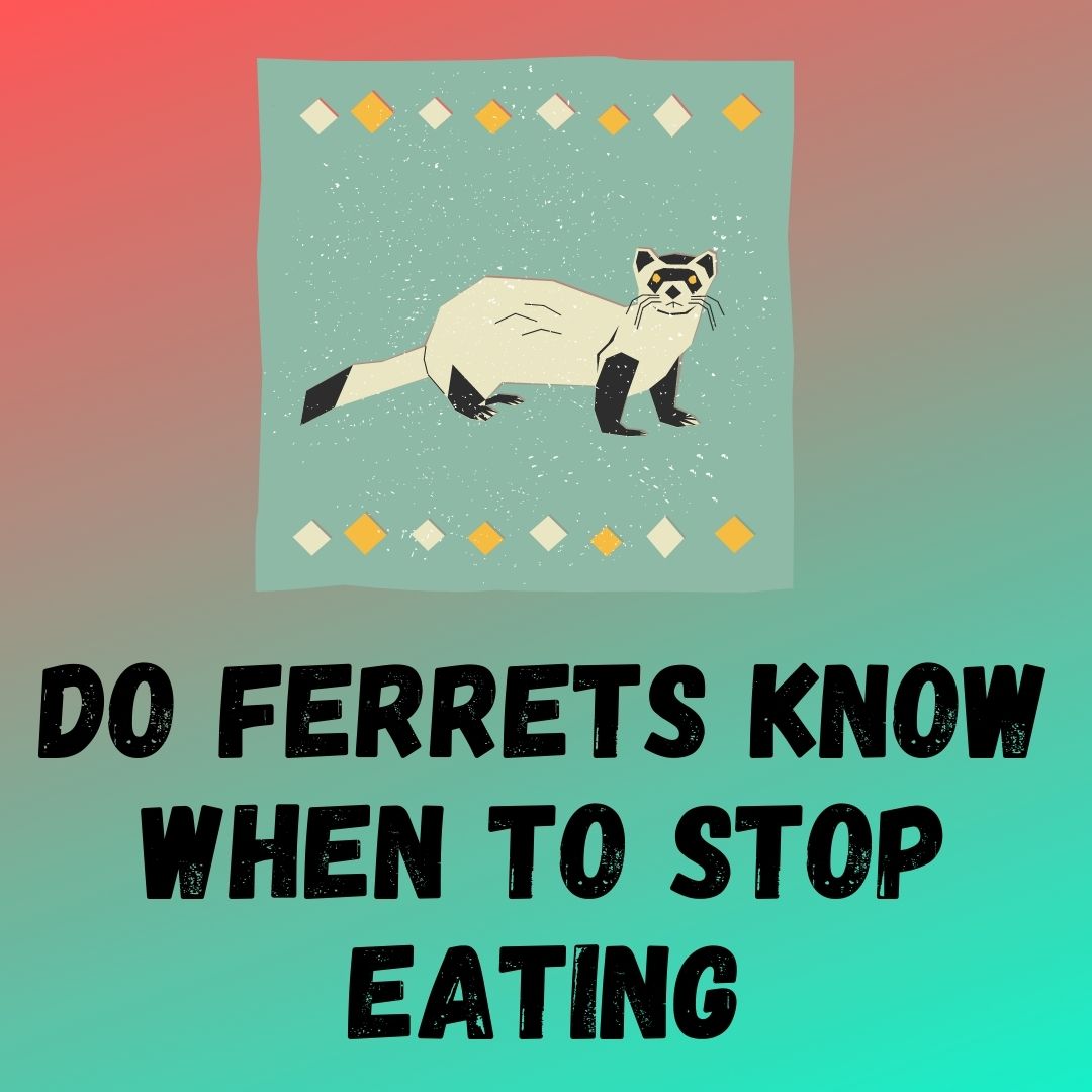 Do Ferrets Have Self-Control Over Eating? The Importance of Portion Sizes