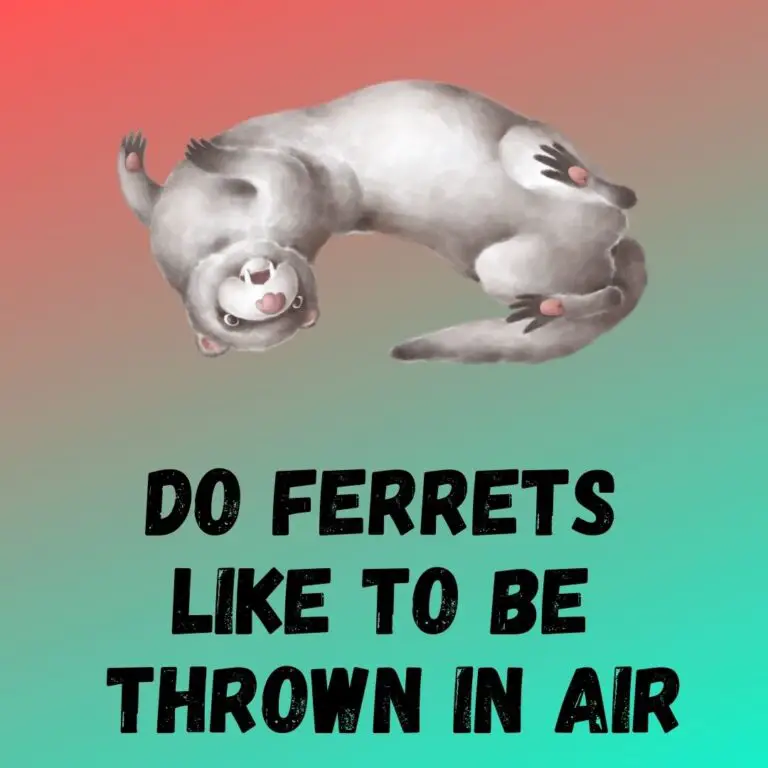 Do Ferrets Enjoy Being Tossed in the Air?