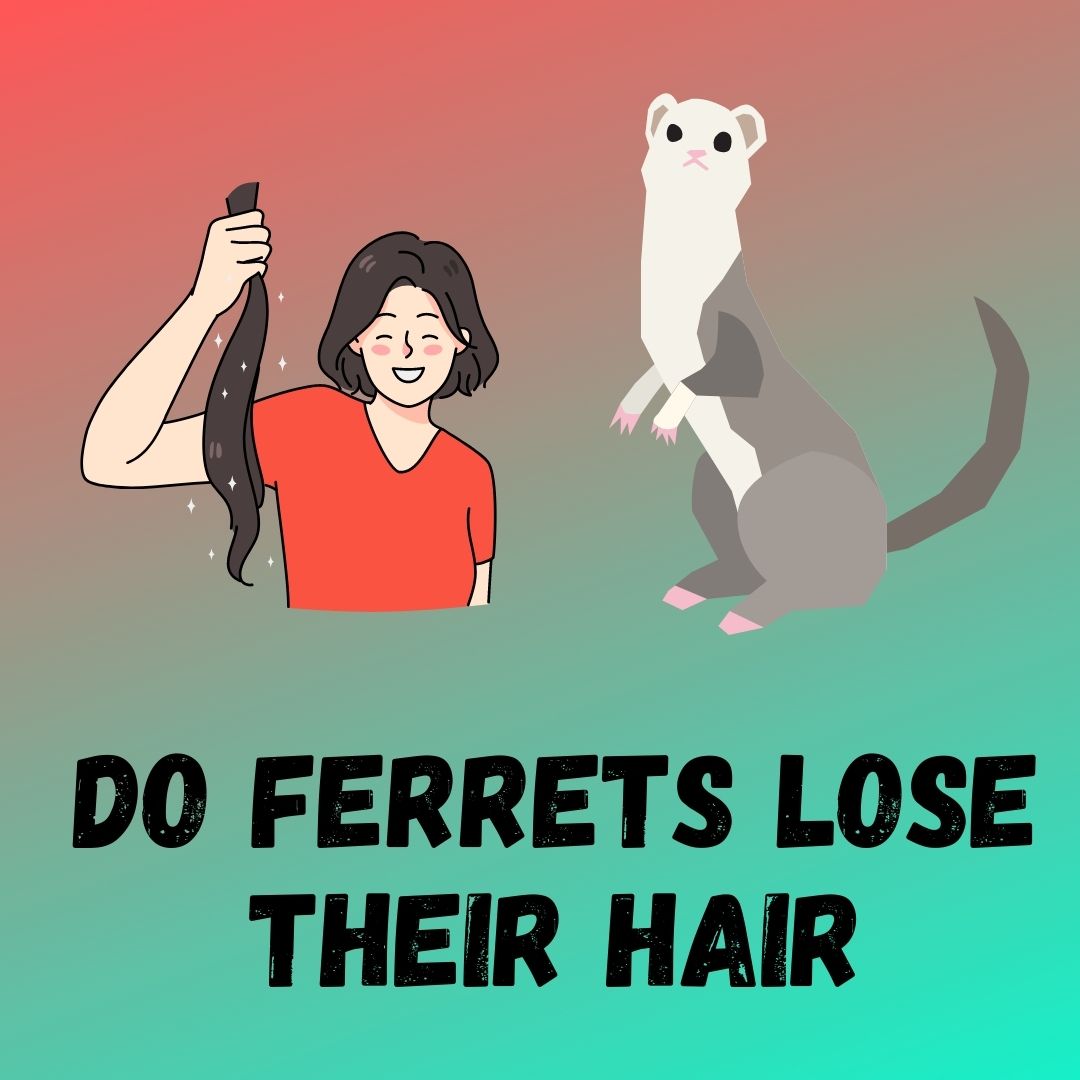 Tips for Addressing Hair Loss in Female Ferrets on Their Tails