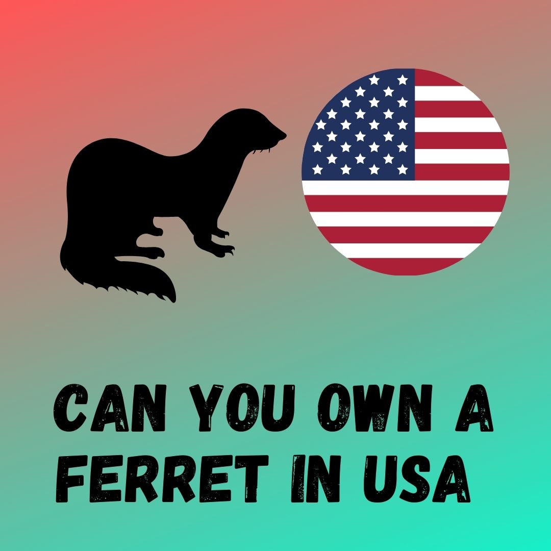 Ferret Ownership Laws in the USA: Statewise List, Permits Required