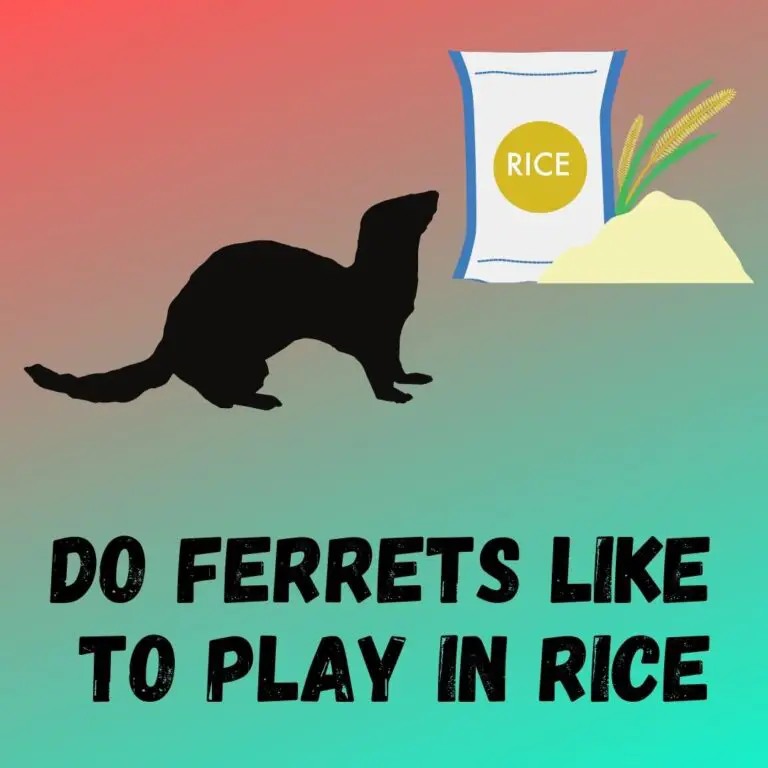 The Risks of Ferrets Playing in Rice: Safer Alternatives for Engaging Playtime