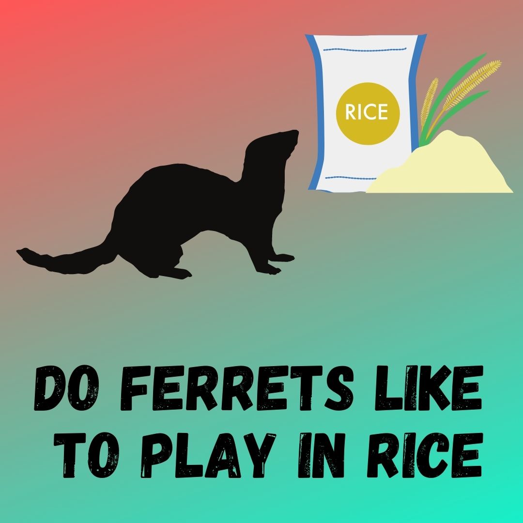 The Risks of Ferrets Playing in Rice: Safer Alternatives for Engaging Playtime