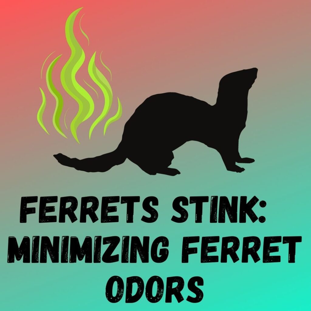 The Ferret Zone We Talk Ferret's