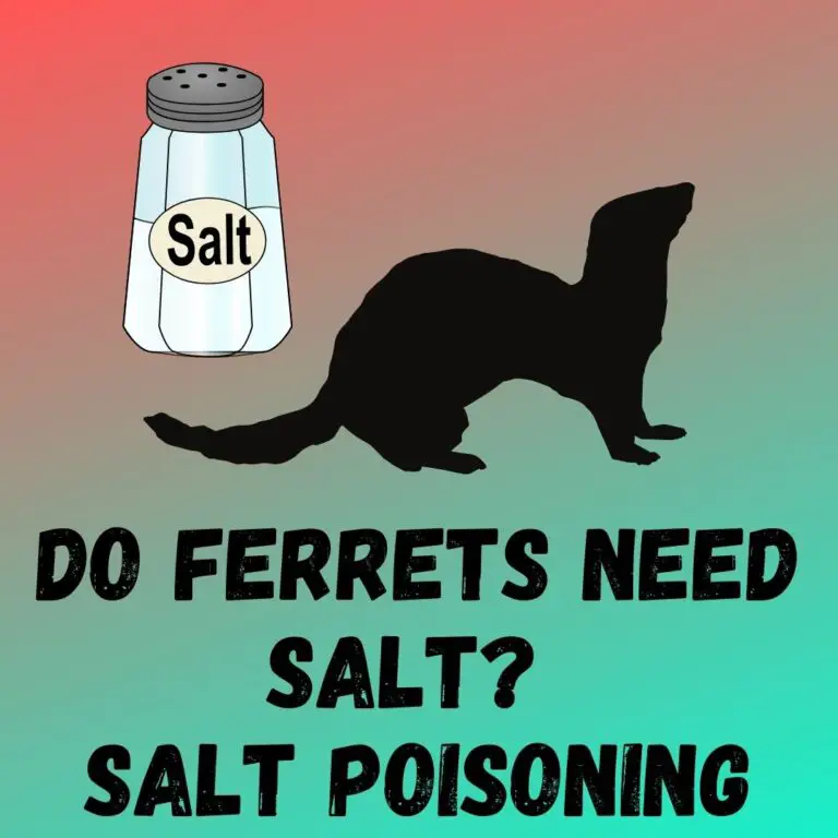 Preventing Salt Poisoning in Ferrets: A Balanced Diet and Water Monitoring Is Key