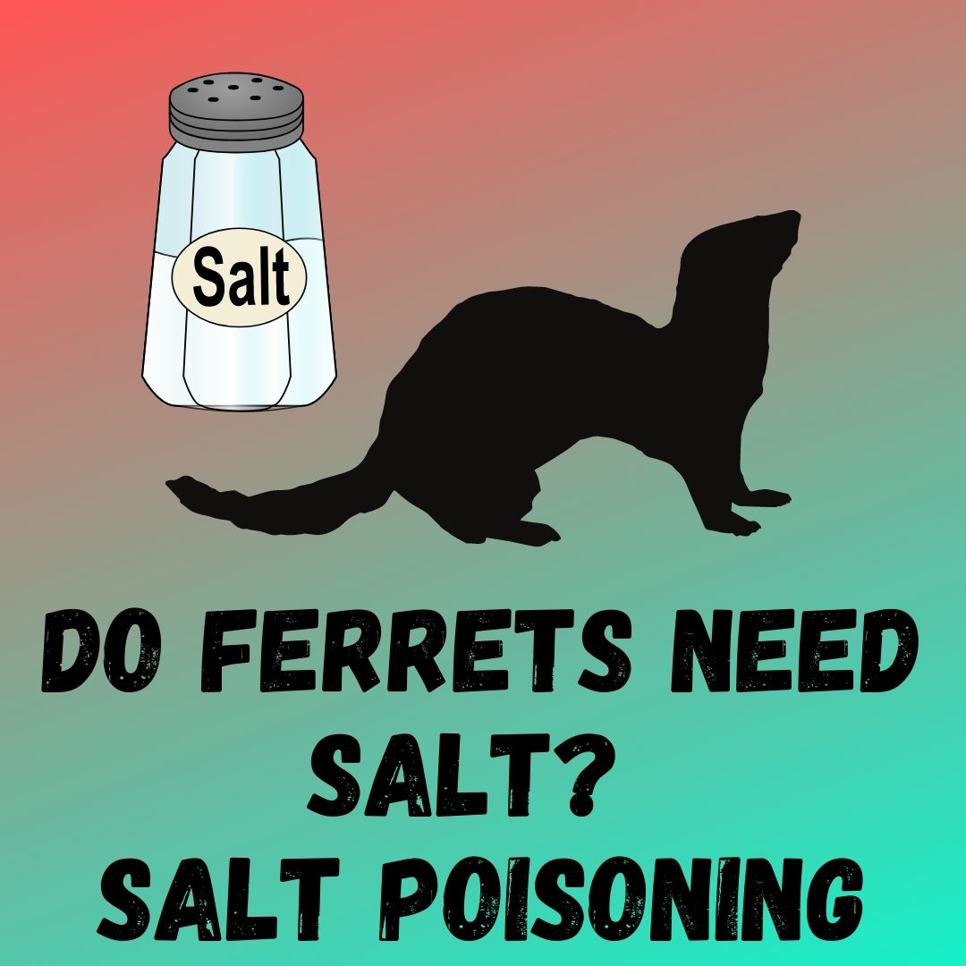 Preventing Salt Poisoning in Ferrets: A Balanced Diet and Water Monitoring Is Key