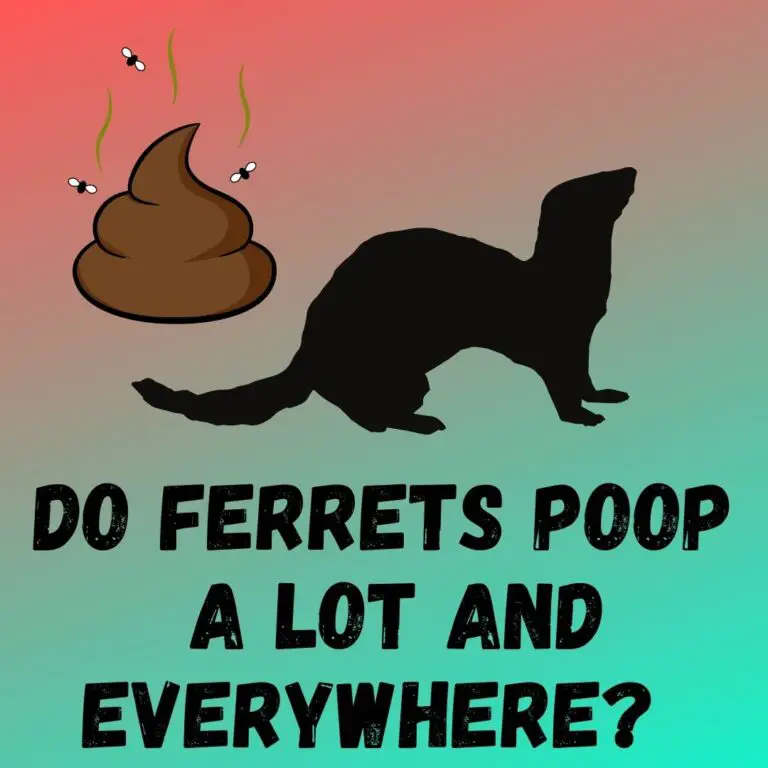 Ferret Poop: Causes, Prevention Tips, and Managing Bathroom Habits