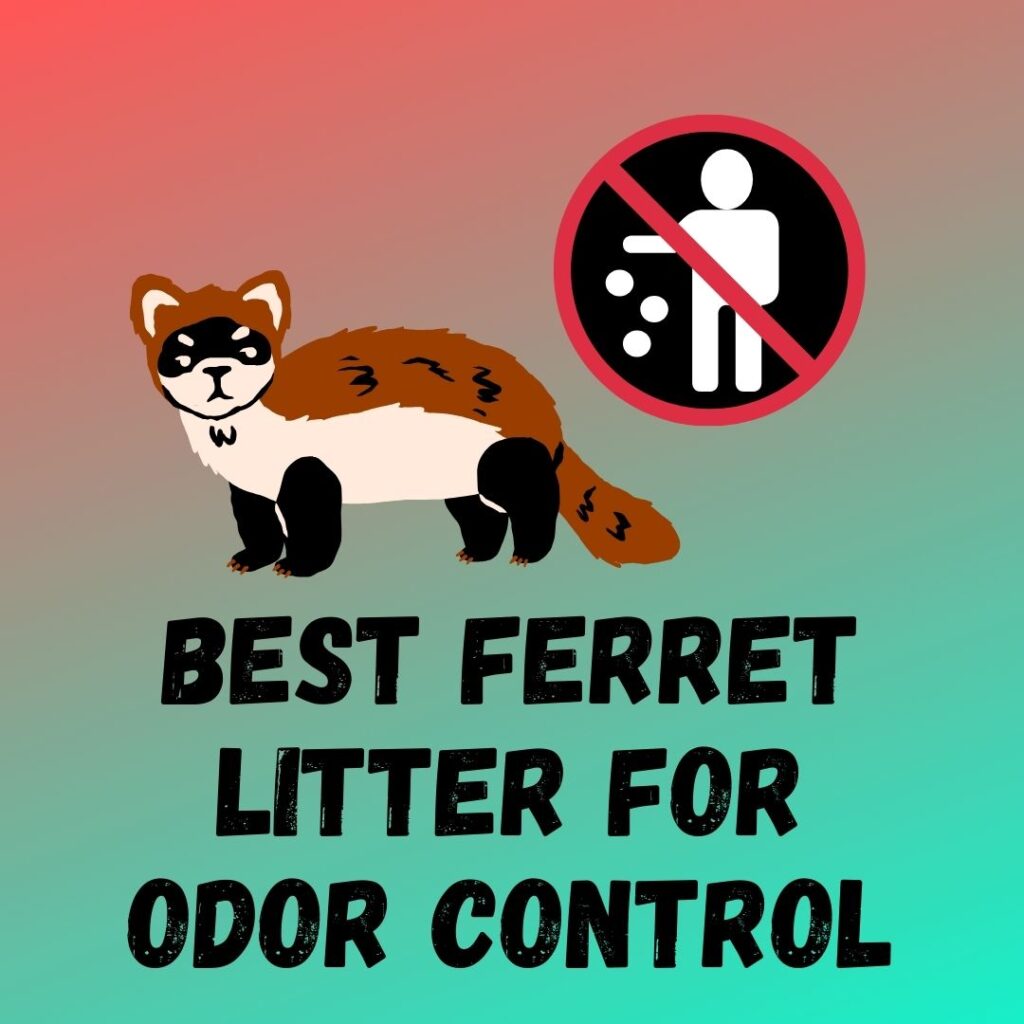 5+ Best Ferret Litter For Odor Control The Ferret Zone