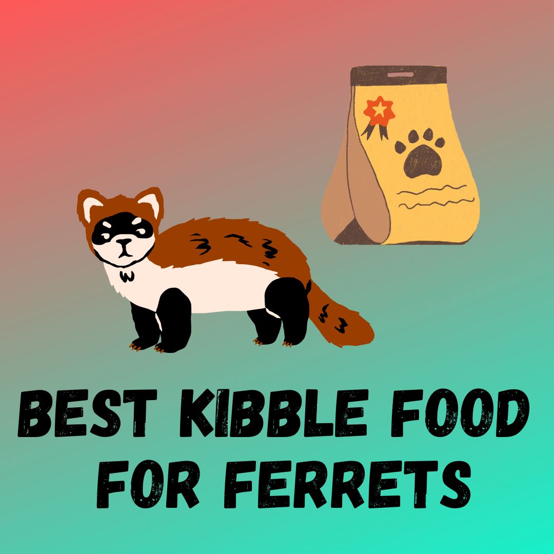 7 Best Kibble For Ferrets (Can Ferrets Eat Kibble?)
