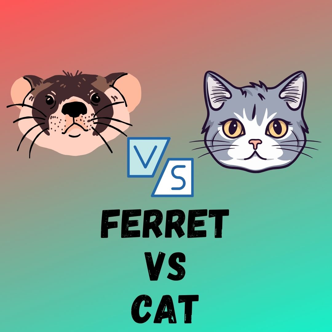 Ferret Vs Cat: 7 Key Differences