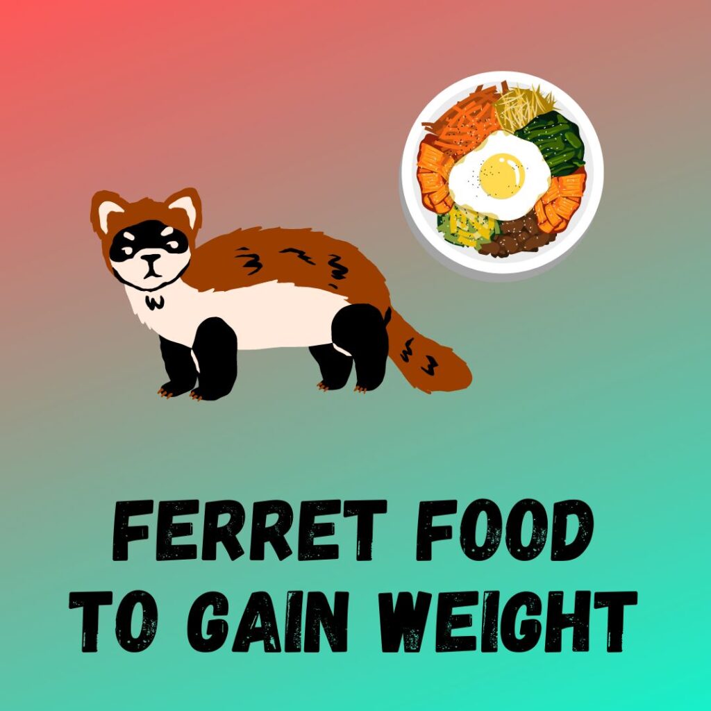 5 Best Food For Ferret To Gain Weight 9 Reasons For Weight Loss 