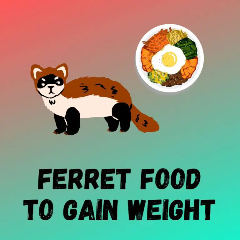 Food For Ferret To Gain Weight